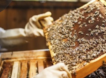 Premiere initiation à l’apiculture avec la Société d’Horticulture de Soissons